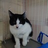 シャイだけど、ほんとは甘えたい黒白はちわれ君♂ サムネイル4