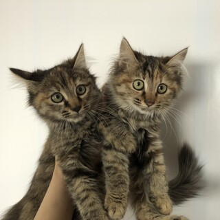 長毛姉妹里親募集！