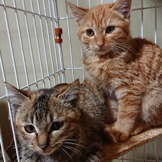 歴史シリーズ＊むさし＆こまち＊