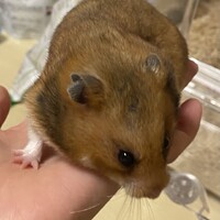 はむちゃん