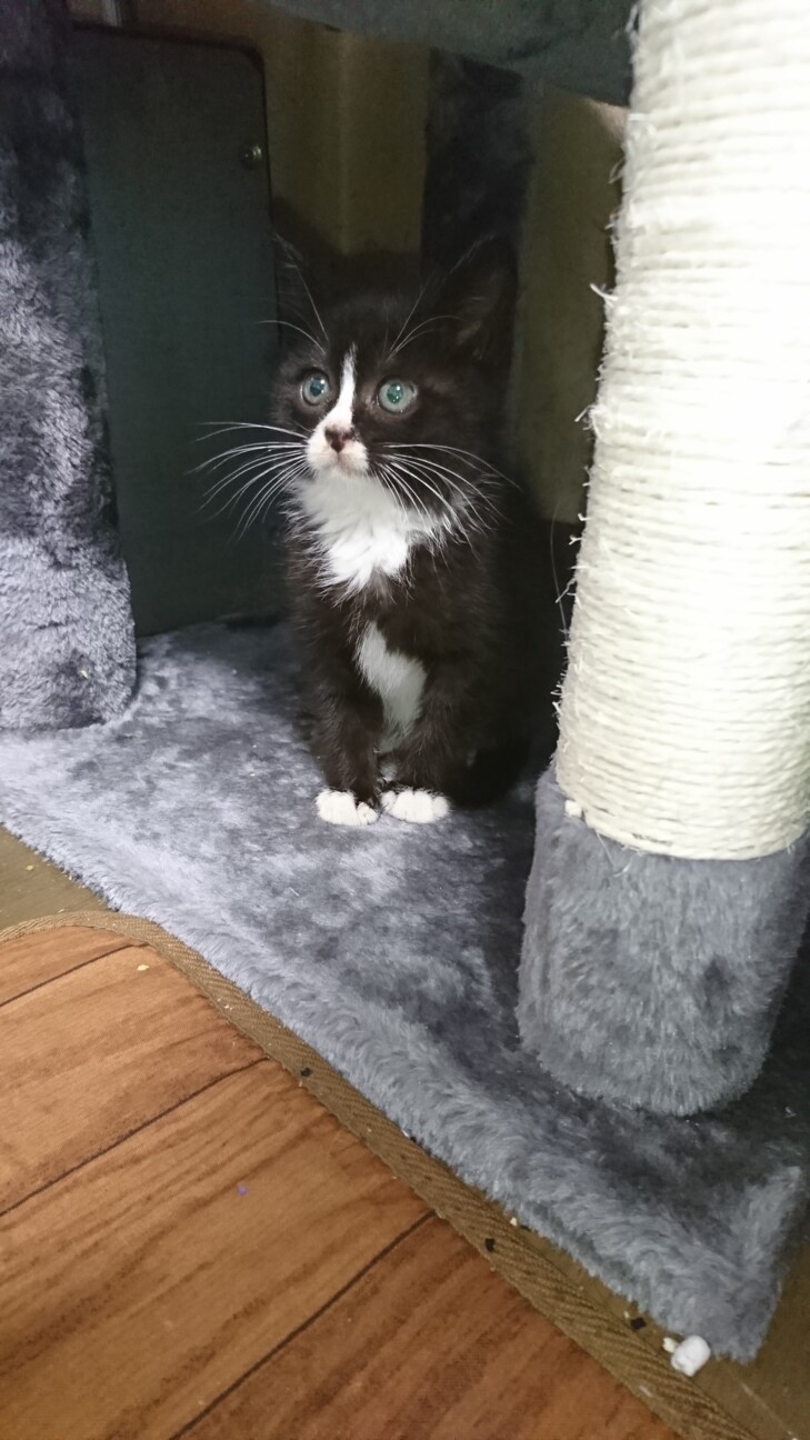 白黒の足袋猫の子猫 現在 大阪府 猫の里親募集 ペットのおうち 月間利用者150万人