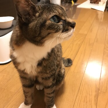 かつて我が家にいた猫様。完全室内で、2019年8月に23年の生涯を一区切りし、天界へ。