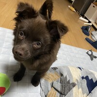 こま
