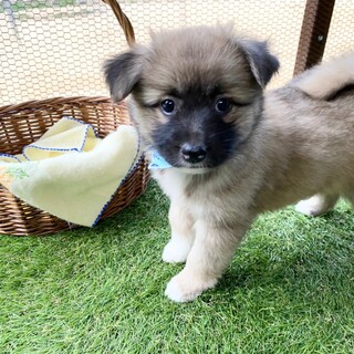 モフモフ元気なソラくん　1ヶ月半