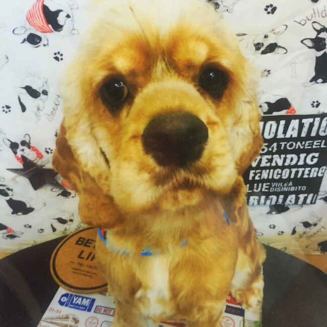 harukariyuのカバー写真