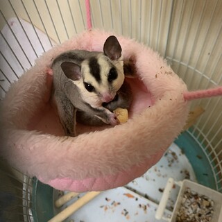 フクロウモモンガ  