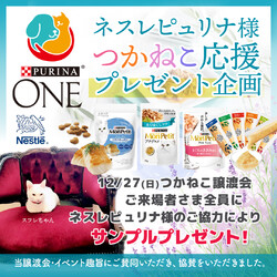 つかねこ譲渡会inＯｆｆｉｃｅ サムネイル3