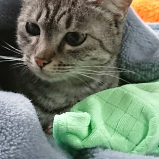 飼育放棄された子です。