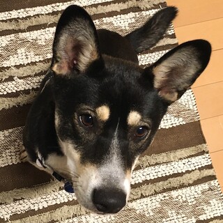 人が大好き、おっとり優しい男の子ジェット
