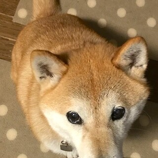 お散歩大好き、元気で明るい柴シニアみのり