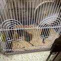 デグー里親募集です。