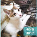 譲渡会でまってるよ♪キラ男の子★キジシロ子猫