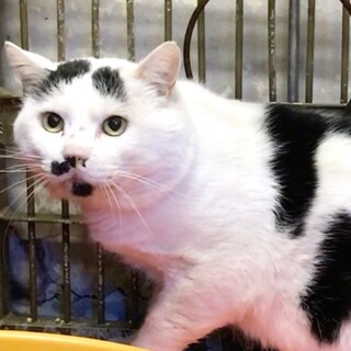 岩国市周東町より収容／まゆ髭付き牛柄ゆったり成猫