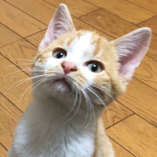 募集停止❤️超馴れっこ男子麦丸