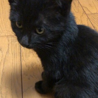 募集停止おっとりさん❤️超馴れっこ男子黒丸