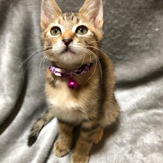 ご飯命の麦わら娘