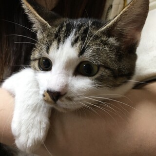 里親決定。穏やかで背中の美しいなつこちゃん