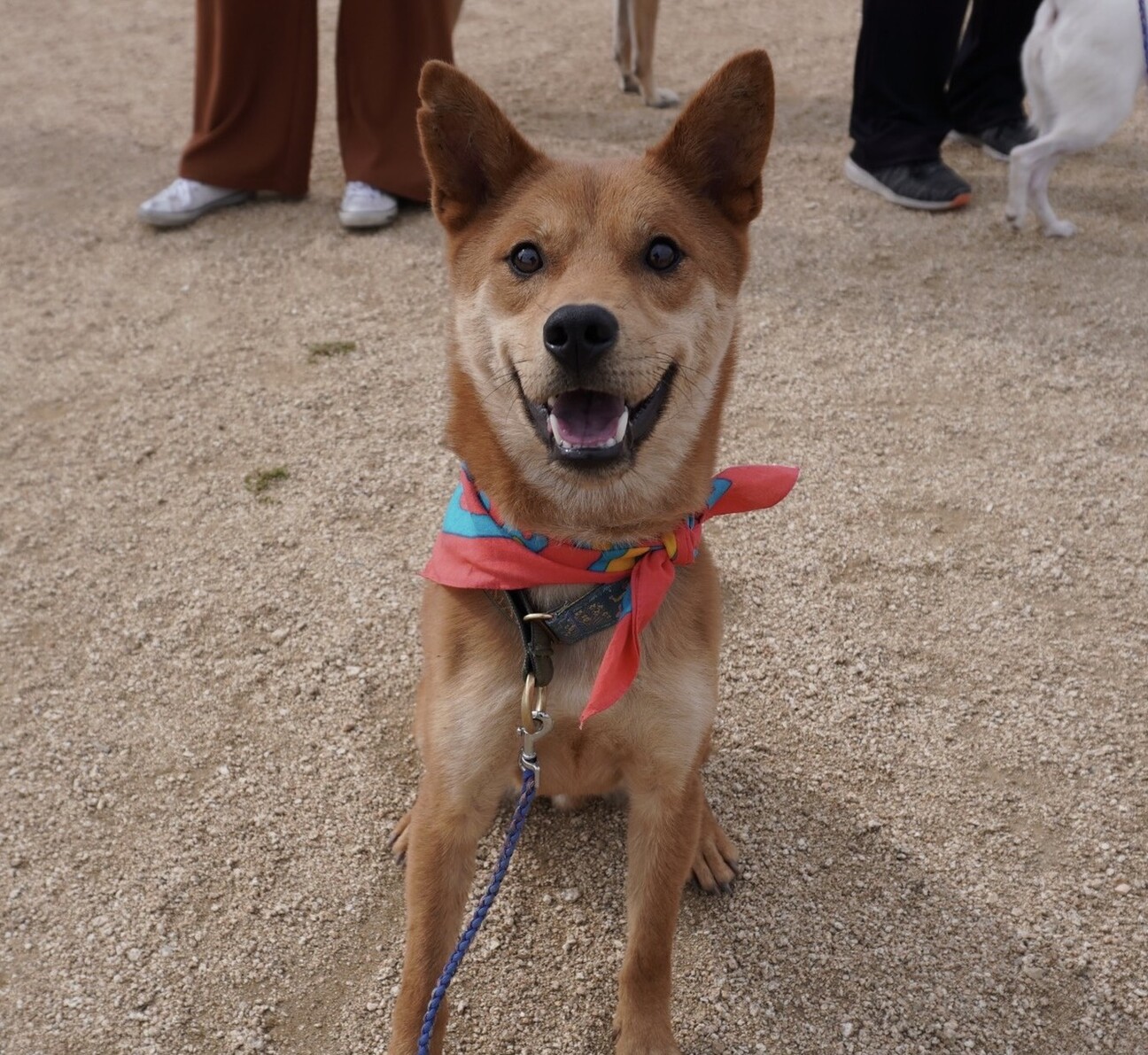 シャイだけど 本当は甘え 岡山県 犬の里親募集 ペットのおうち 月間利用者150万人