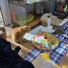ブルーノと千代