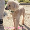 トイプードル 金さん 里親様募集☆ サムネイル2