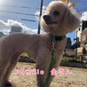 トイプードル 金さん 里親様募集☆ サムネイル4
