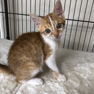 鼻涙管閉塞だけど元気な甘ったれ茶々丸くん