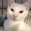 【ハープ】おかげさまで里親様が決まりました。