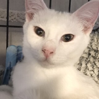 【ハープ】おかげさまで里親様が決まりました。
