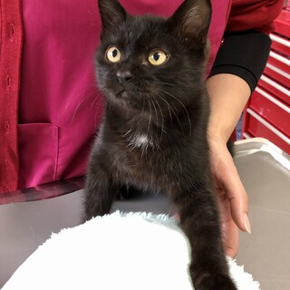 天真爛漫、甘えん坊黒ちゃんを家族にしてください♫