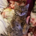 キュートな仔猫ちゃんです。