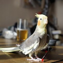 手乗りオカメインコの家族を探しています