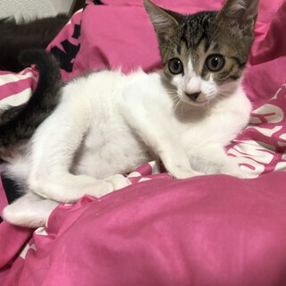 可愛いお顔でむっちりボディ