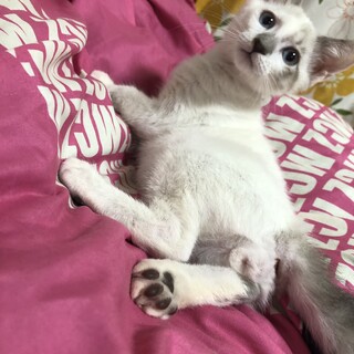 コアラみたいなお鼻がとってもキュート⭐︎
