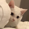 【アルパ】おかげさまで里親さまが決まりました