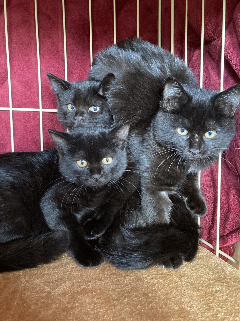 3ヶ月黒猫姉妹 見分けつ」東京都 - 猫の里親募集(346225) 5枚目の