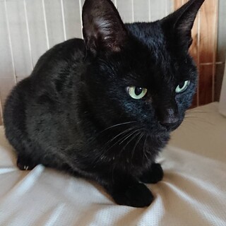 黒豹のように精悍でミステリアスな甘えん坊❤️チョコ