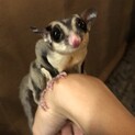 フクロモモンガ　オス1匹