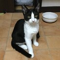 「さくら猫」ゾロ君 4ヶ月