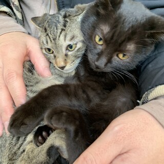 可愛い黒猫、キジトラ兄妹仔猫！募集停止