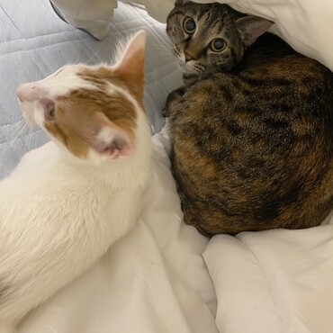 掃除機中は布団に隠れると安全だと先輩猫に教えてもらった様子