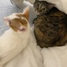 掃除機中は布団に隠れると安全だと先輩猫に教えてもらった様子