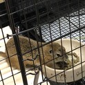 素敵な里親様にお迎えいただきました