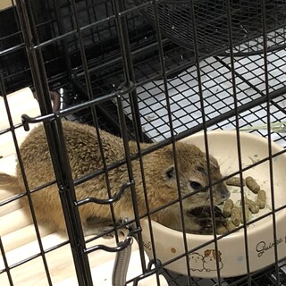 素敵な里親様にお迎えいただきました