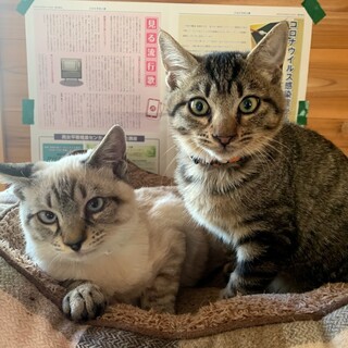 【里親さん決定】甘えん坊のシャムミックス生後６か月