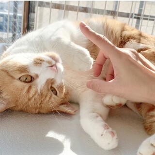 ビビリな甘えん坊の茶トラ猫 １才「フクくん」