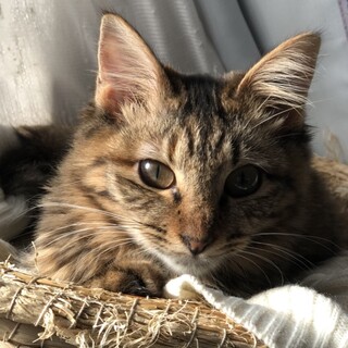【オカリナ】おかげさまで里親さまが決まりました
