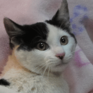 可愛い黒白の男の子