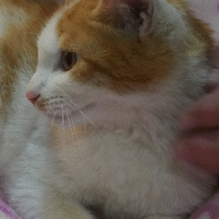 可愛い茶白の男の子