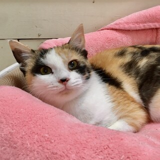 里親決定。パトラちゃんワクチン検査済