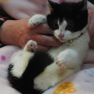 可愛い黒白の男の子